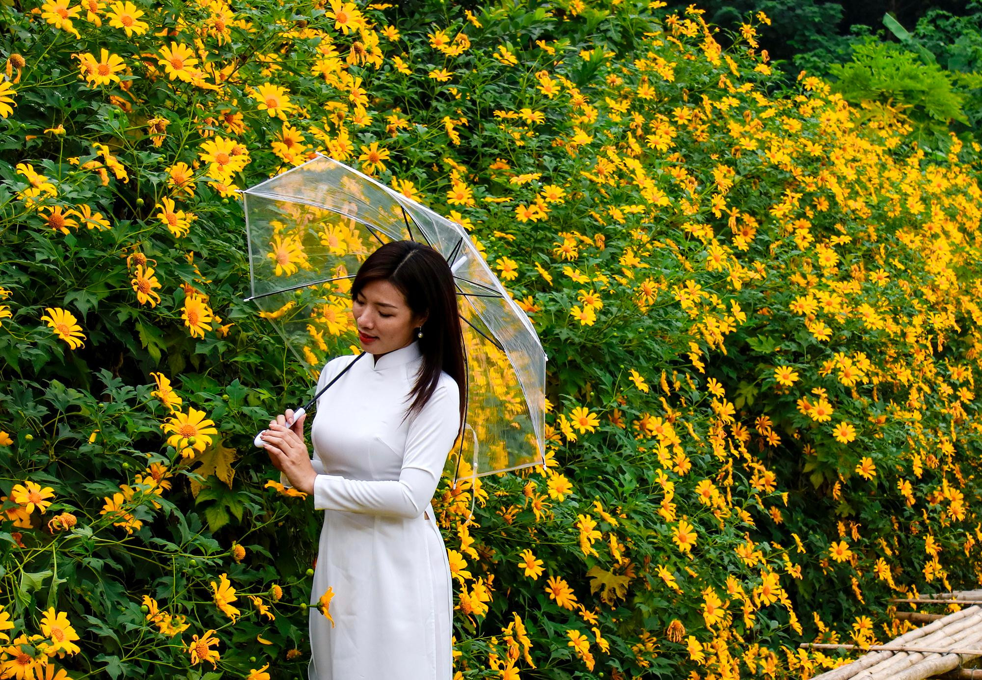 Avec le temps frais d’aujourd’hui, les tournesols sauvages sont d’autant plus vifs et plus resplendissants.