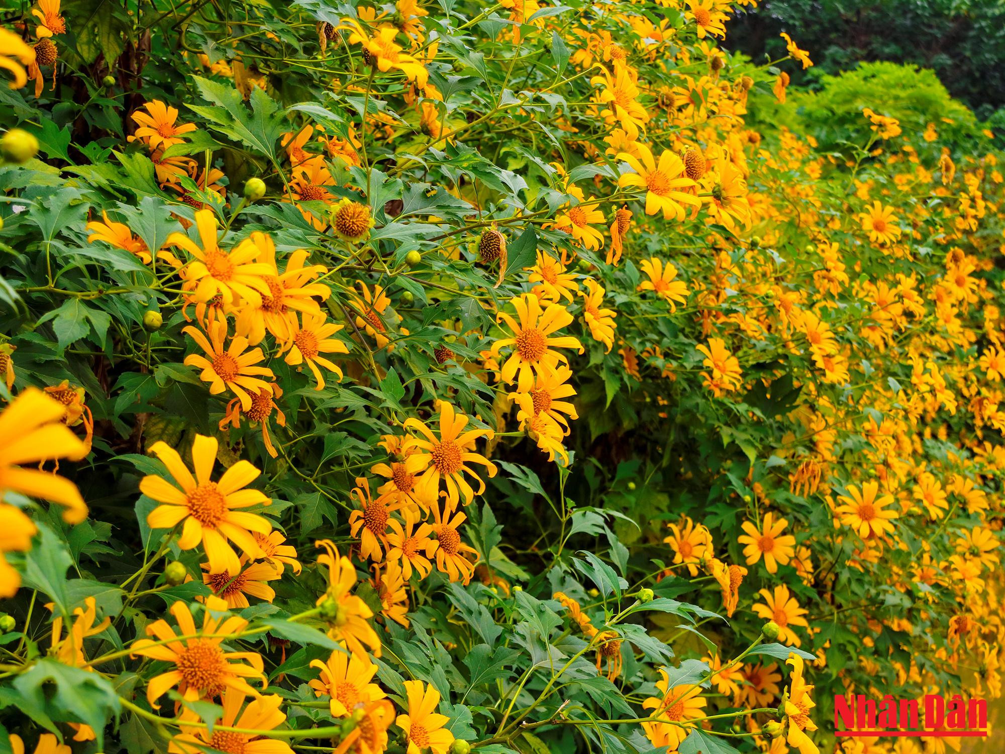 Avec le temps frais d’aujourd’hui, les tournesols sauvages sont d’autant plus vifs et plus resplendissants.