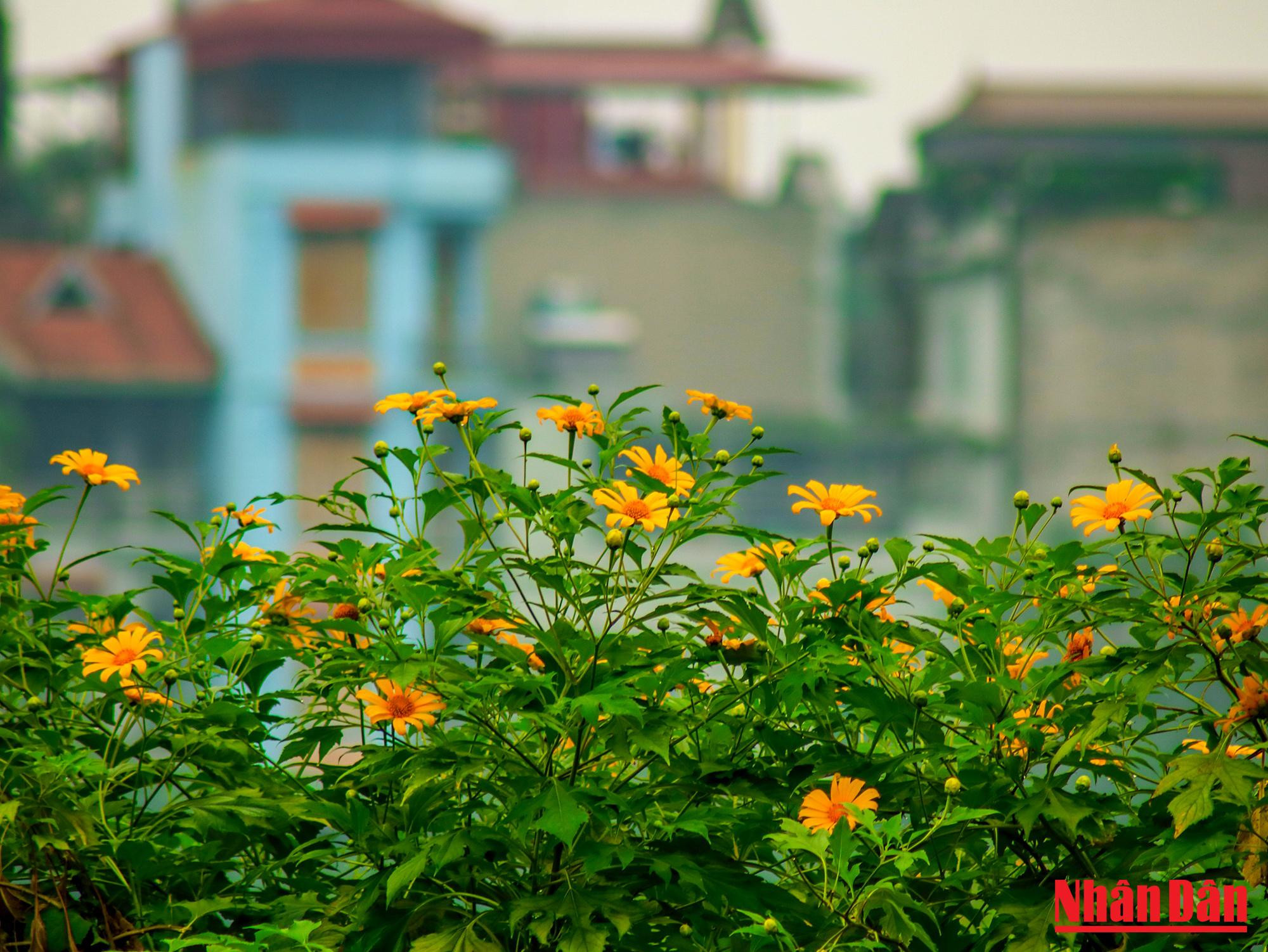 Les fleurs s’épanouissent généralement en octobre et novembre, la plus belle période étant au début de l’hiver.