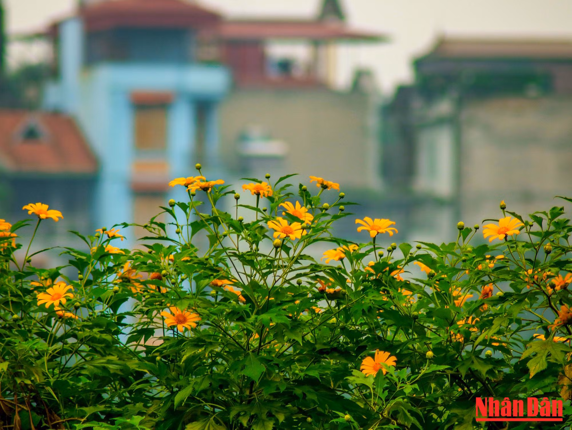 Les fleurs s’épanouissent généralement en octobre et novembre, la plus belle période étant au début de l’hiver.