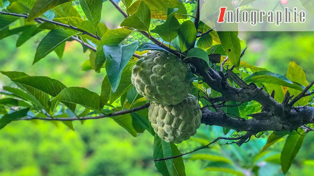 [Infographie] La pomme cannelle de Chi Lang - spécialité de Lang Son