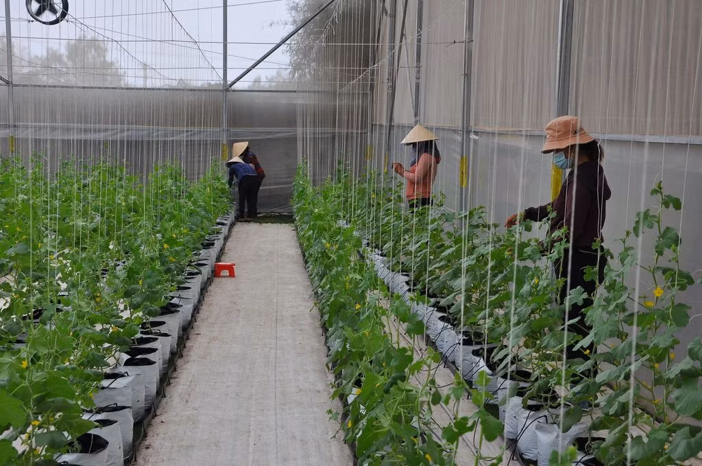 Le point innovant de la résolution 68 réside dans la création d’un cadre politique favorable à l’accès des agriculteurs aux progrès scientifiques et technologiques et aux projets de startup. Cela contribuera à réaliser l’objectif de développer une agriculture moderne et durable. Le point innovant de la résolution 68 réside dans la création d’un cadre politique favorable à l’accès des agriculteurs aux progrès scientifiques et technologiques et aux projets de startup. Cela contribuera à réaliser l’objectif de développer une agriculture moderne et durable.