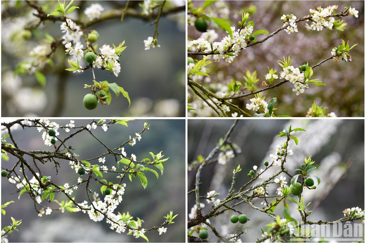 Des fruits verts et rouges signalent une saison abondante. Des fruits verts et rouges signalent une saison abondante.