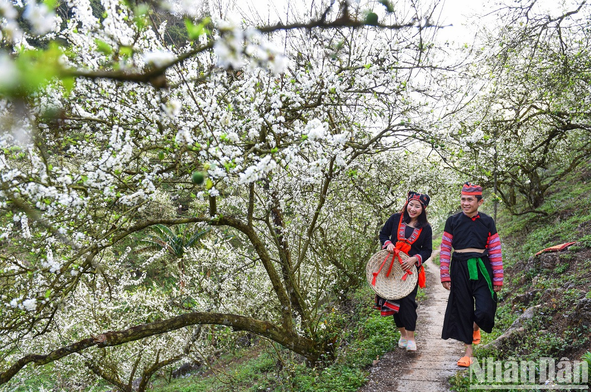 Le meilleur moment pour explorer la vallée des pruniers de Mu Nau se situe de la fin du mois de décembre jusqu’au mois de février. Cependant, les fleurs de prunier peuvent fleurir un peu plus tôt ou plus tard en fonction des températures. Le meilleur moment pour explorer la vallée des pruniers de Mu Nau se situe de la fin du mois de décembre jusqu’au mois de février. Cependant, les fleurs de prunier peuvent fleurir un peu plus tôt ou plus tard en fonction des températures.
