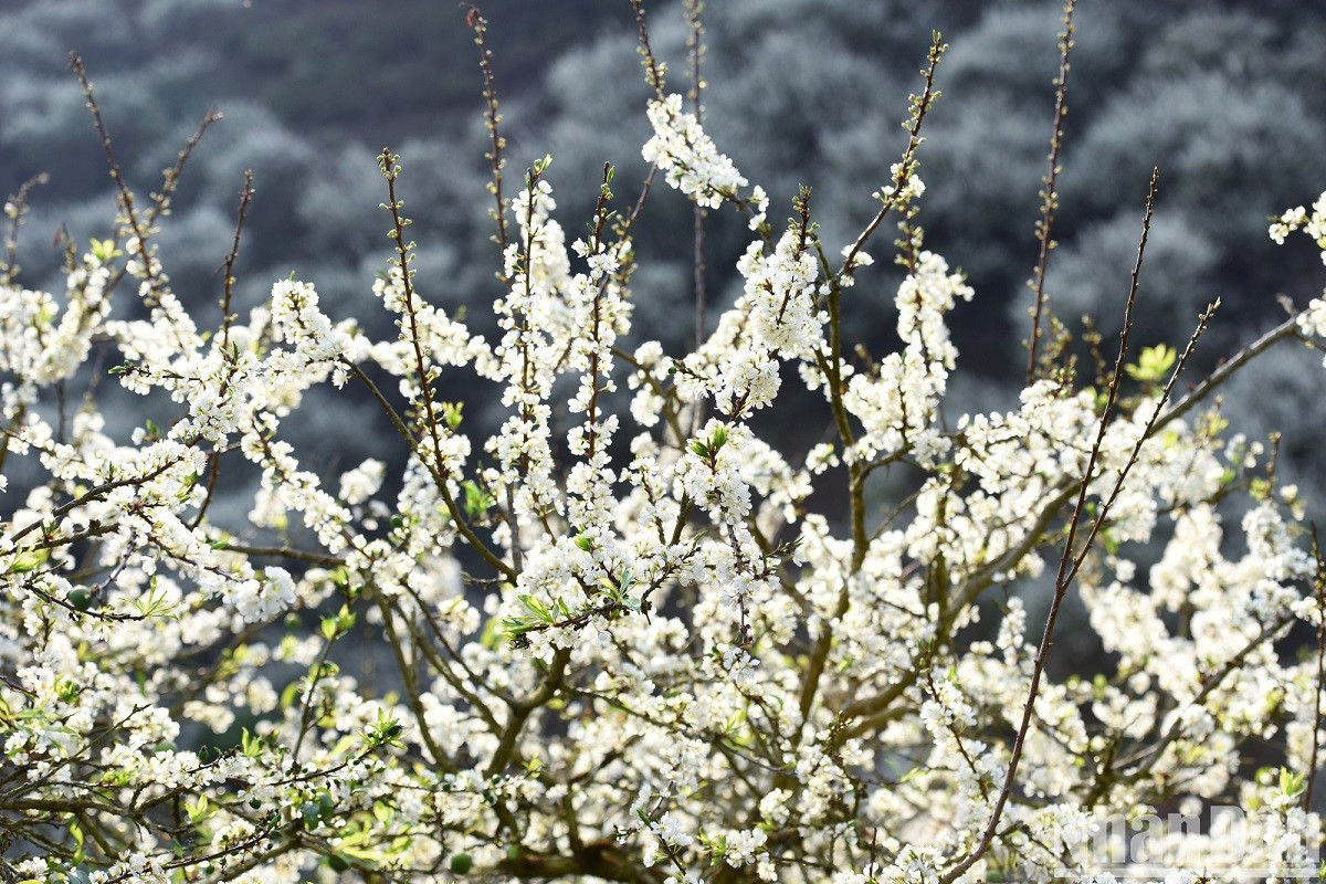 Le blanc immaculé des fleurs de prunier embellit les montagnes et les forêts, donnant à Môc Châu un nouveau visage au début du printemps. Le blanc immaculé des fleurs de prunier embellit les montagnes et les forêts, donnant à Môc Châu un nouveau visage au début du printemps.