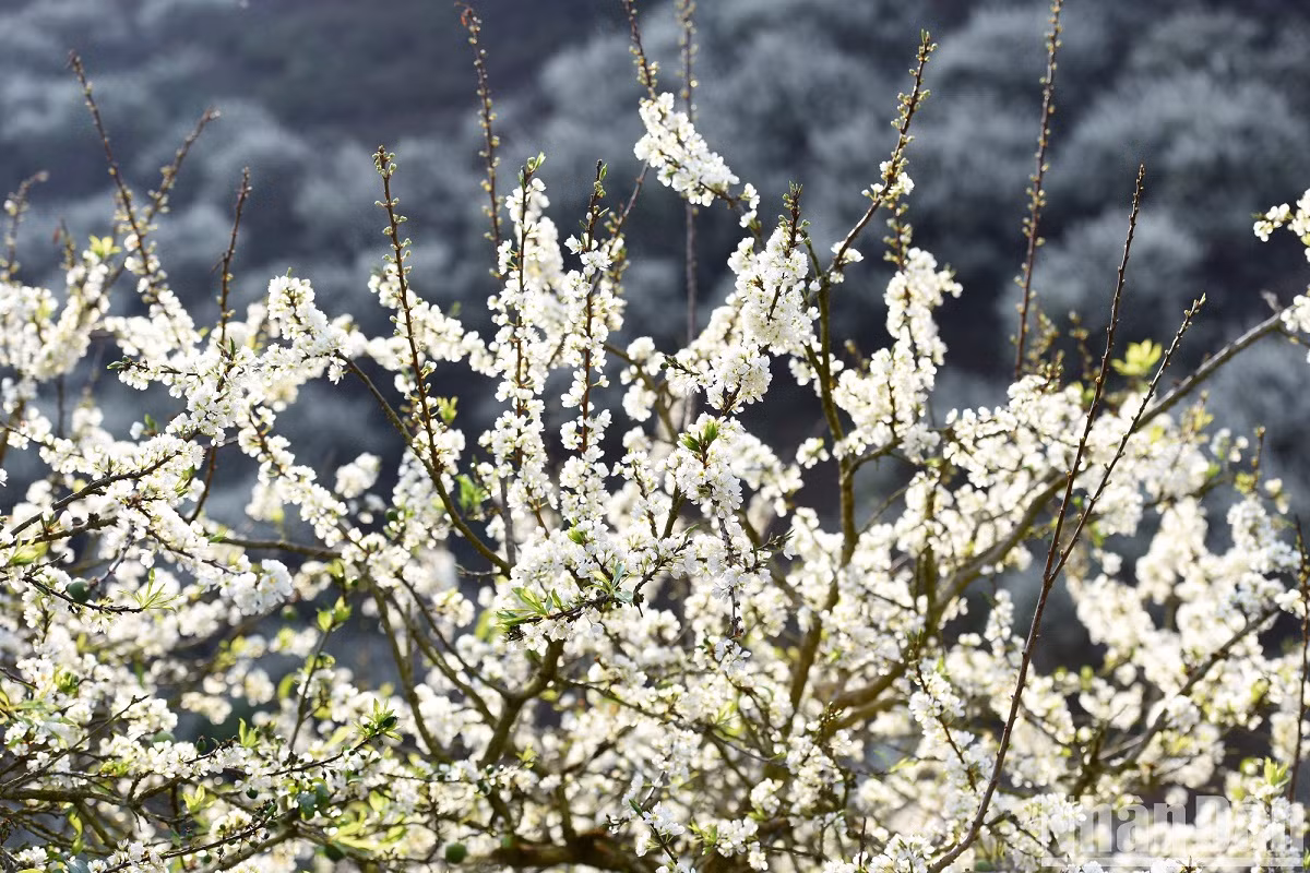 Le blanc immaculé des fleurs de prunier embellit les montagnes et les forêts, donnant à Môc Châu un nouveau visage au début du printemps.