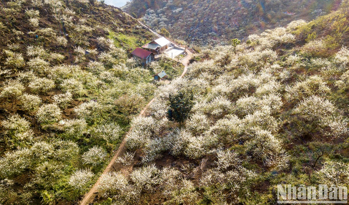 Les fleurs de prunier fleurissent en grappes et s’étendent à travers les vallées et les collines, offrant ainsi un paysage romantique. Les fleurs de prunier fleurissent en grappes et s’étendent à travers les vallées et les collines, offrant ainsi un paysage romantique.