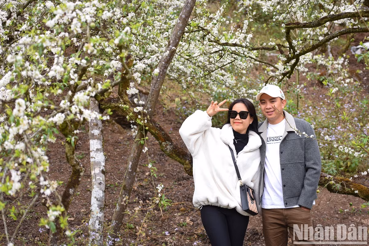 Les visiteurs ne doivent pas manquer l’occasion de venir dans la vallée des pruniers de Mu Nau pour contempler cette beauté pittoresque.