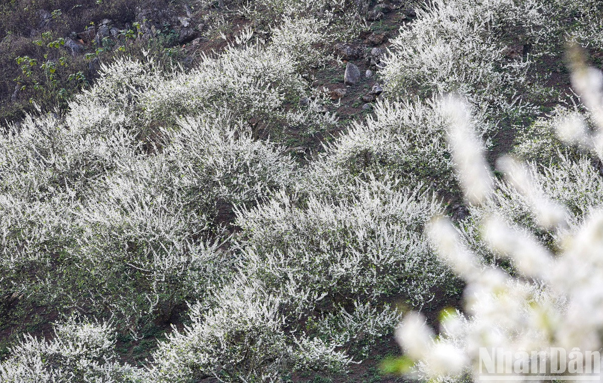 Lors de la floraison, toute la vallée des pruniers fleurira, créant une magnifique image printanière. Lors de la floraison, toute la vallée des pruniers fleurira, créant une magnifique image printanière.