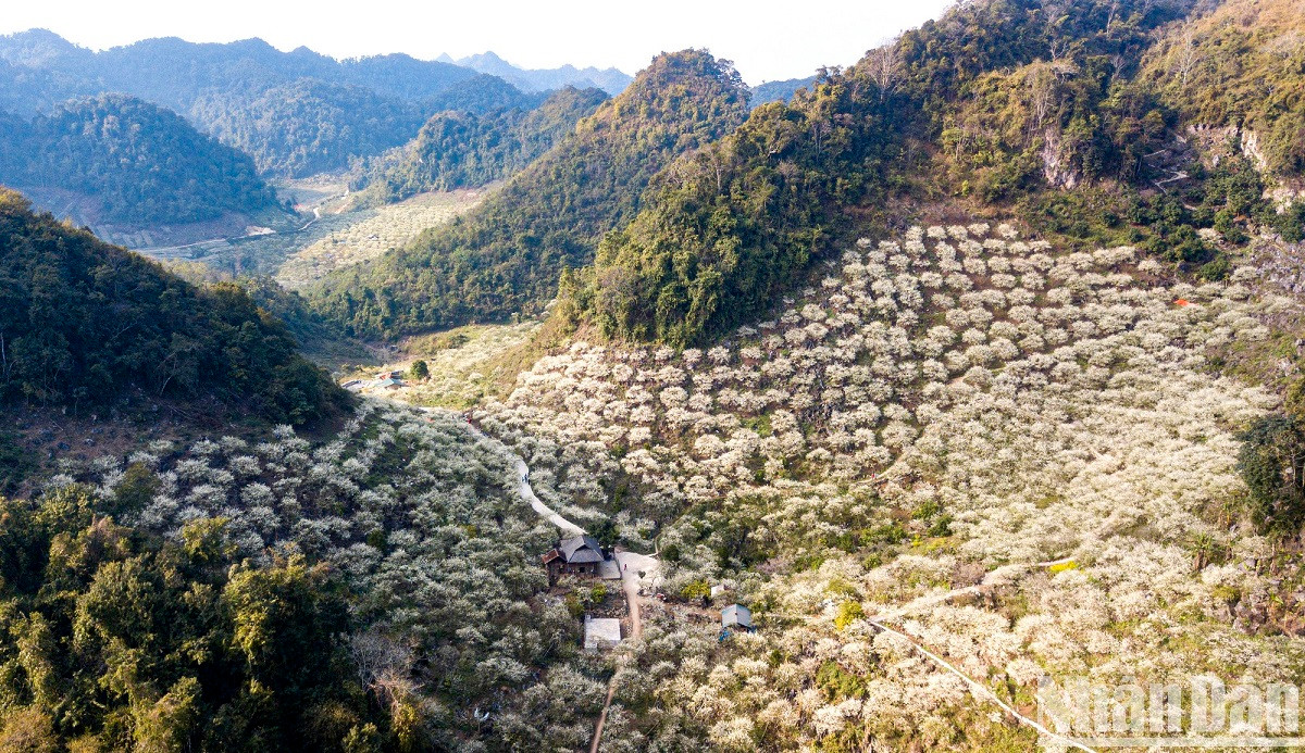 En visitant la forêt de pruniers de Mu Nau, les visiteurs seront surpris par l’harmonie entre la forêt vierge et les jardins de pruniers et d’abricotiers blancs qui s’étendent à travers les vallées, rendant le paysage naturel aussi beau qu’un conte de fées. En visitant la forêt de pruniers de Mu Nau, les visiteurs seront surpris par l’harmonie entre la forêt vierge et les jardins de pruniers et d’abricotiers blancs qui s’étendent à travers les vallées, rendant le paysage naturel aussi beau qu’un conte de fées.