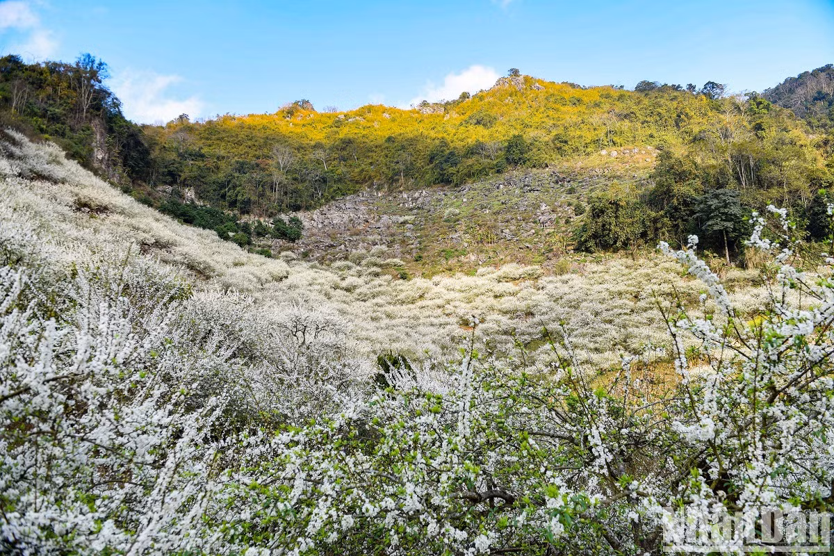 Outre Na Ka, Ban Ang ou Pha Luông, des destinations incontournables à Môc Châu, Mu Nau est également un endroit à ne pas manquer. C’est un site célèbre où les pruniers fleurissent chaque année.