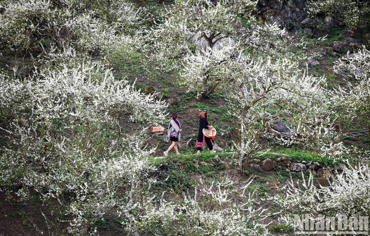 Les voyageurs s’immergent dans la forêt de pruniers en fleurs. Les voyageurs s’immergent dans la forêt de pruniers en fleurs.