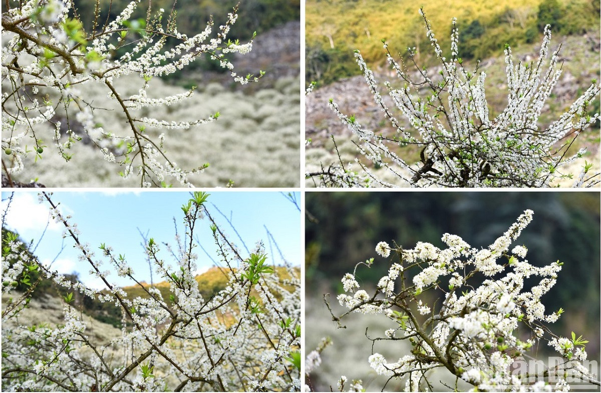 Les branches de prunier blanc en fleurs. Les branches de prunier blanc en fleurs.