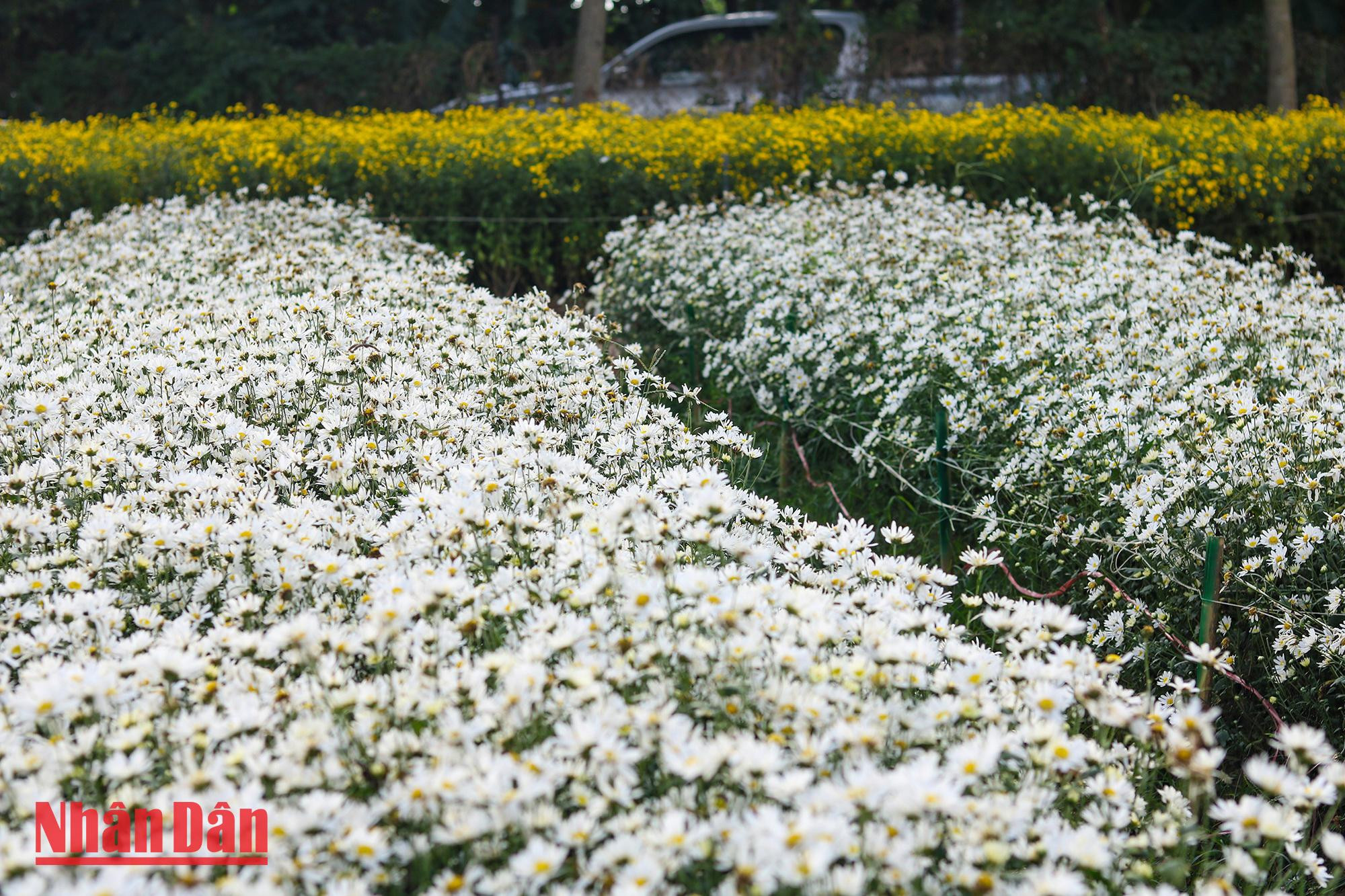 Bien qu’étant petites, les marguerites sont belles et résistantes. Bien qu’étant petites, les marguerites sont belles et résistantes.
