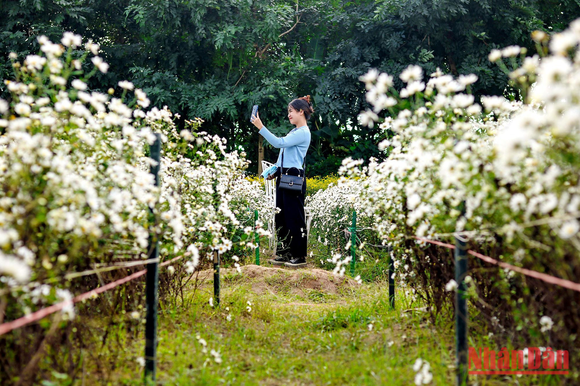 Les marguerites Daisy ne fleurissent que pendant environ 15 jours, c’est pourquoi de nombreuses personnes en profitent pour prendre des photos lorsqu’elles sont en pleine floraison. Les marguerites Daisy ne fleurissent que pendant environ 15 jours, c’est pourquoi de nombreuses personnes en profitent pour prendre des photos lorsqu’elles sont en pleine floraison.