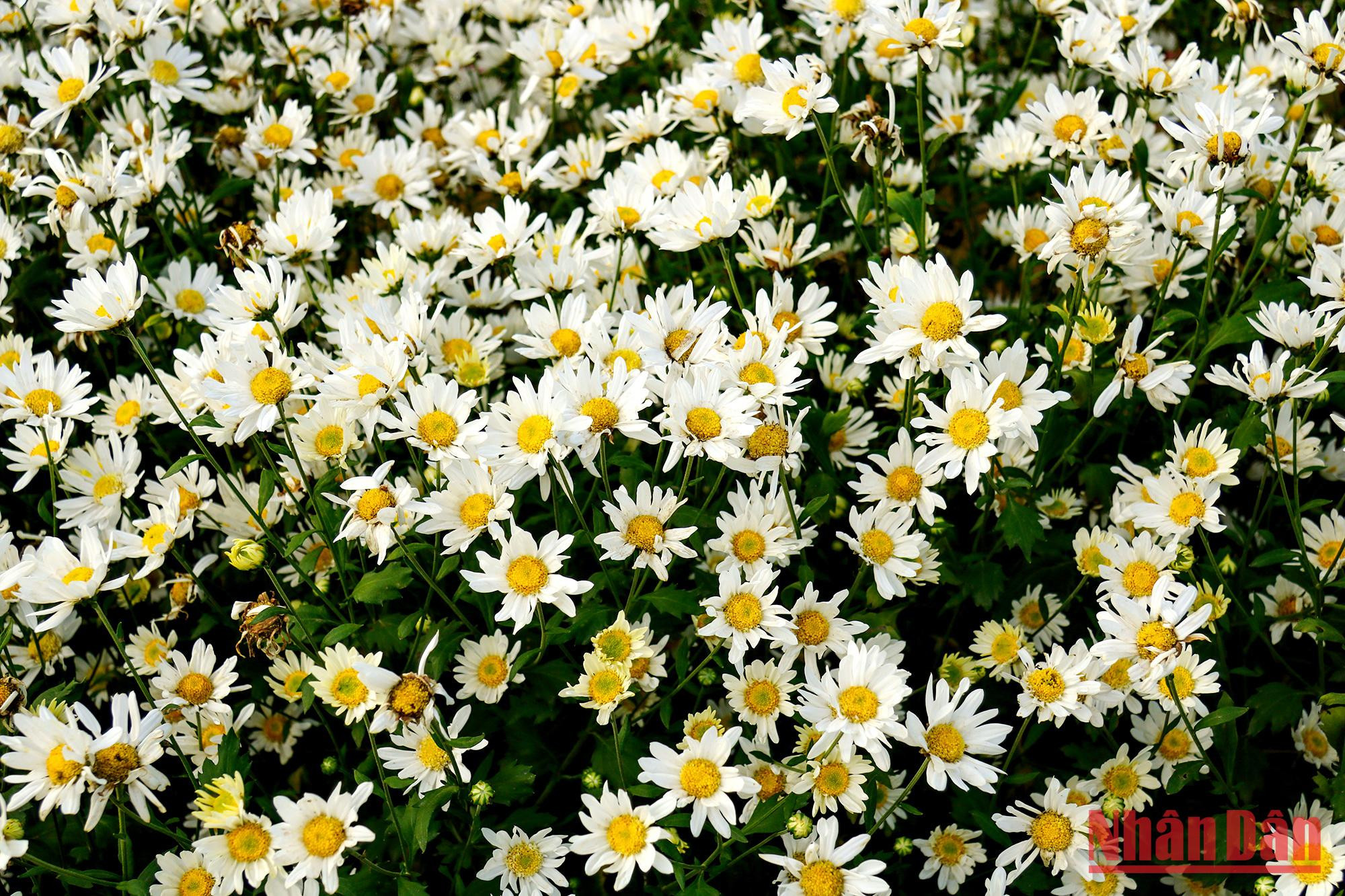 Les marguerites sont de petites fleurs de la famille des Astéracées. Les marguerites sont de petites fleurs de la famille des Astéracées.