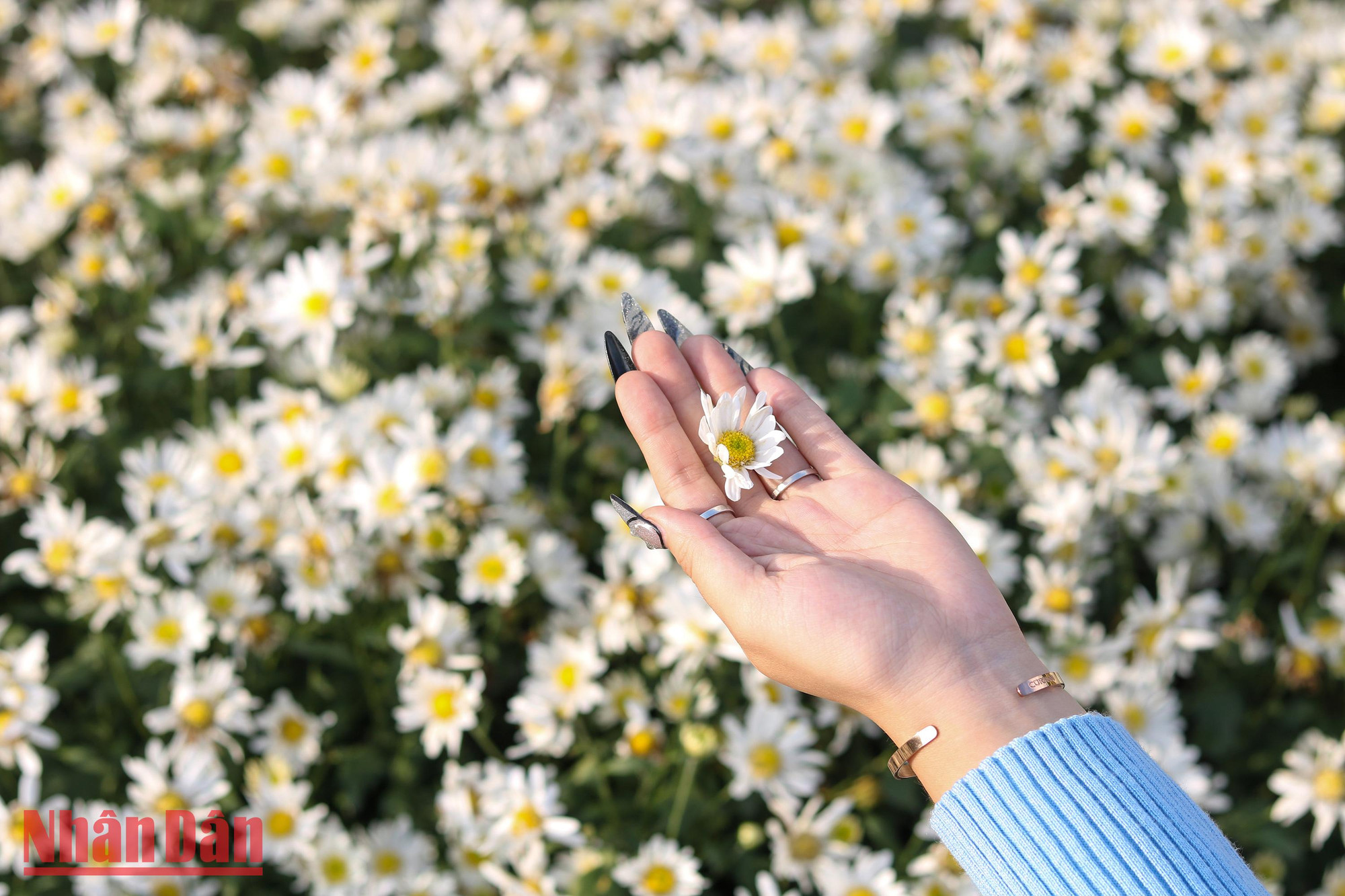 Les champs de marguerites annoncent l’hiver