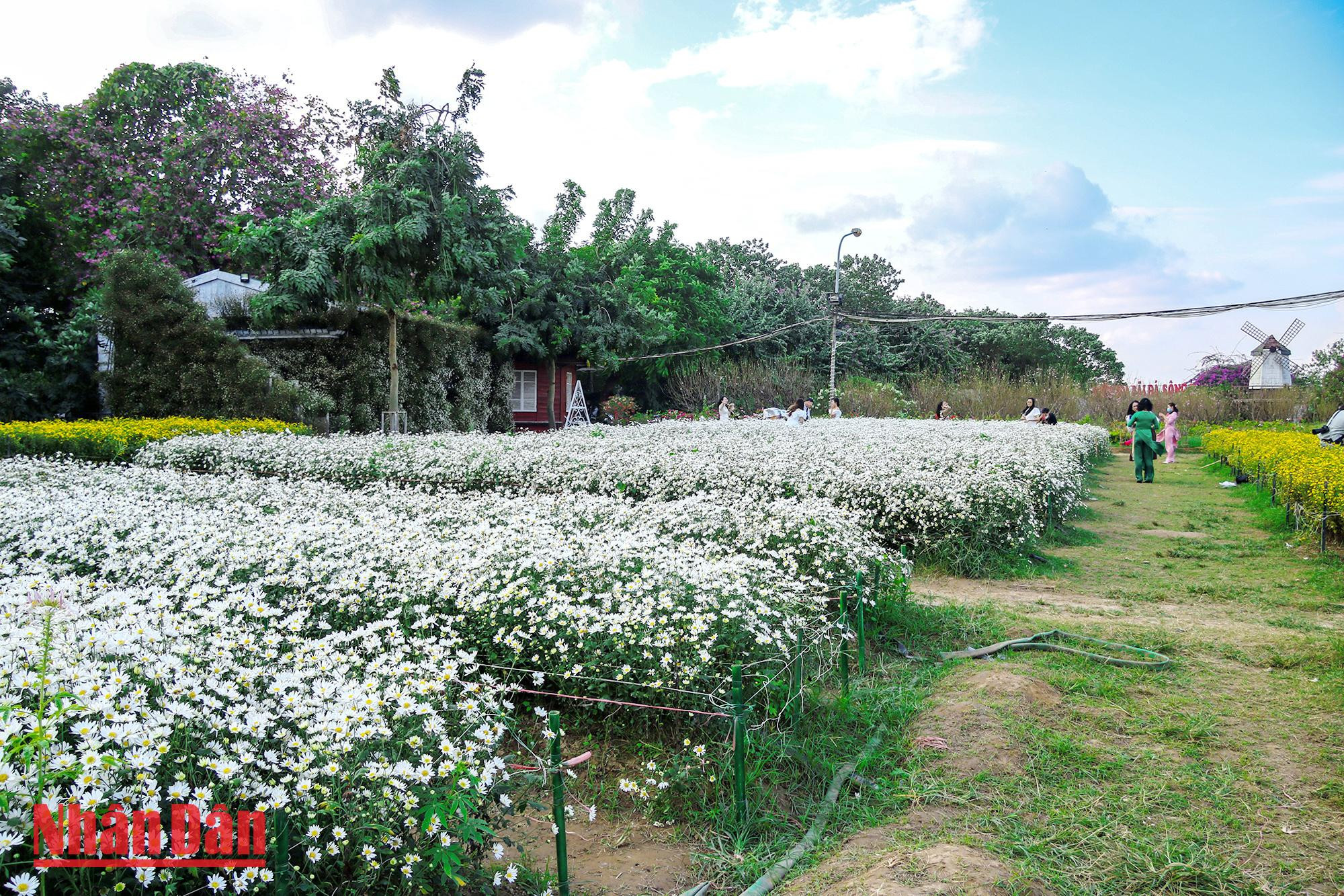 Le bleu du ciel et la blancheur des marguerites créent un paysage poétique. Le bleu du ciel et la blancheur des marguerites créent un paysage poétique.