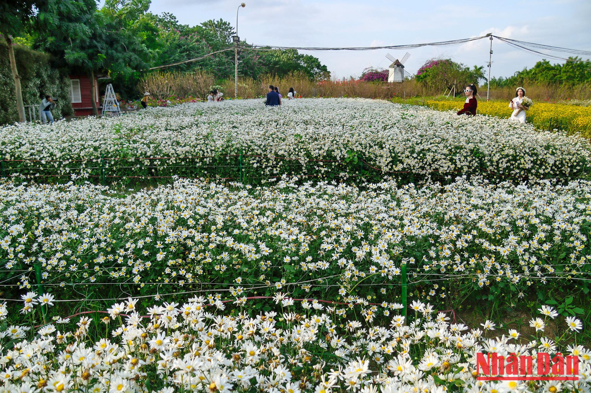 Quand l’hiver arrive à Hanoï (capitale vietnamienne), les marguerites commencent à y fleurir. Quand l’hiver arrive à Hanoï (capitale vietnamienne), les marguerites commencent à y fleurir.