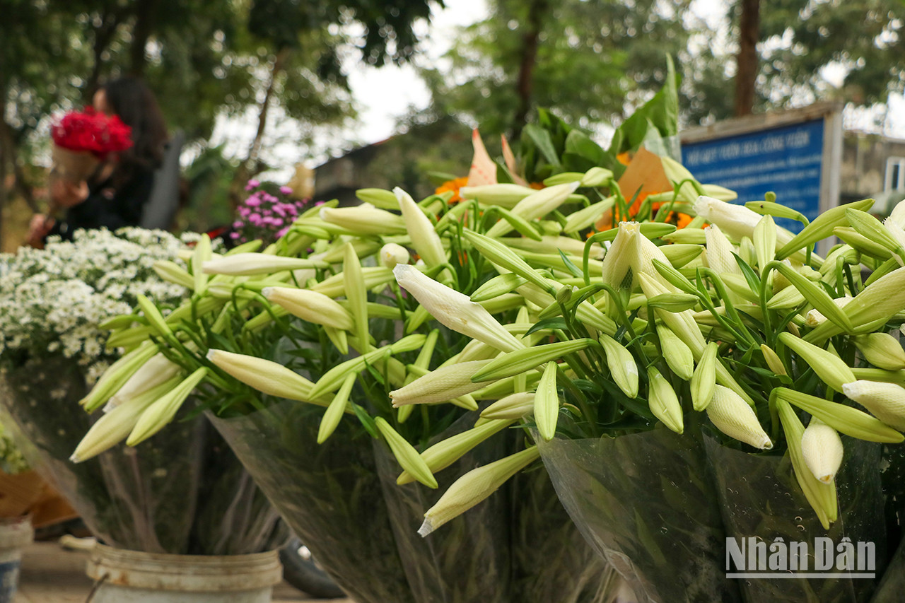 Le lys ressemble à une trompette et est un symbole de bon augure, de bonne chance et de succès. Le lys ressemble à une trompette et est un symbole de bon augure, de bonne chance et de succès.