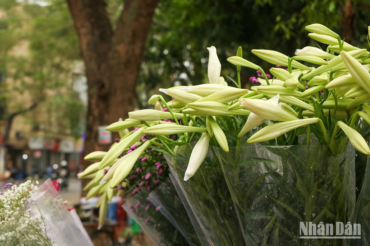 Bien que les lys ne soient pas aussi brillants et parfumés que les autres fleurs, ils conservent une beauté simple. Bien que les lys ne soient pas aussi brillants et parfumés que les autres fleurs, ils conservent une beauté simple.