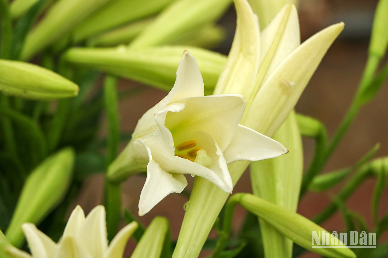 Le lilium longiflorum est aussi appelé lys à longues fleurs, lys de Pâques, lys Saint-Joseph ou fleurs d’avril. Le lilium longiflorum est aussi appelé lys à longues fleurs, lys de Pâques, lys Saint-Joseph ou fleurs d’avril.