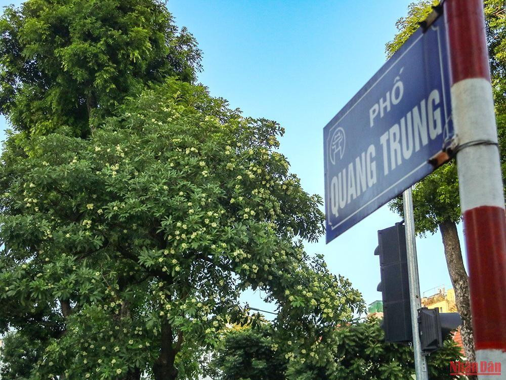 Un arbre d’alstonia commence à fleurir dans la rue Quang Trung (arrondissement de Hoàn Kiêm).