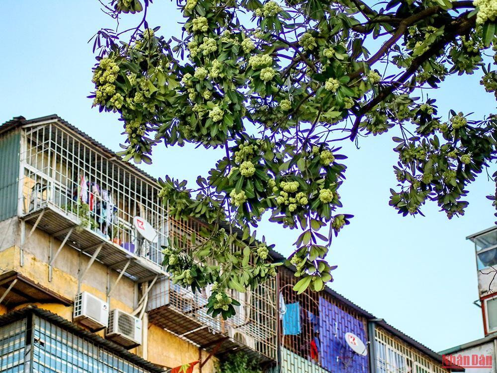 Dans le climat frais et sec de l’automne, Hanoï, romantique et douce grâce au parfum des fleurs de lait, offre une scène poétique.