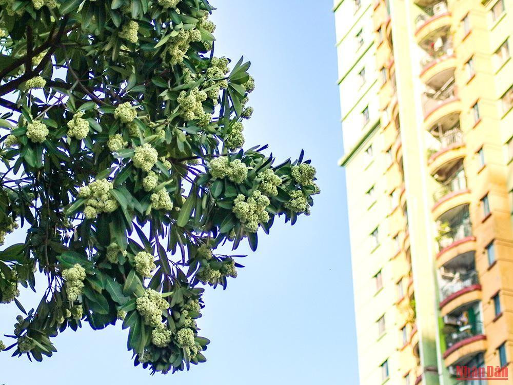 Les fleurs de lait, bien que moins réputées que les roses, les orchidées ou les fleurs de pêcher, représentent la douceur comme porteuses de l’âme des Hanoïens.