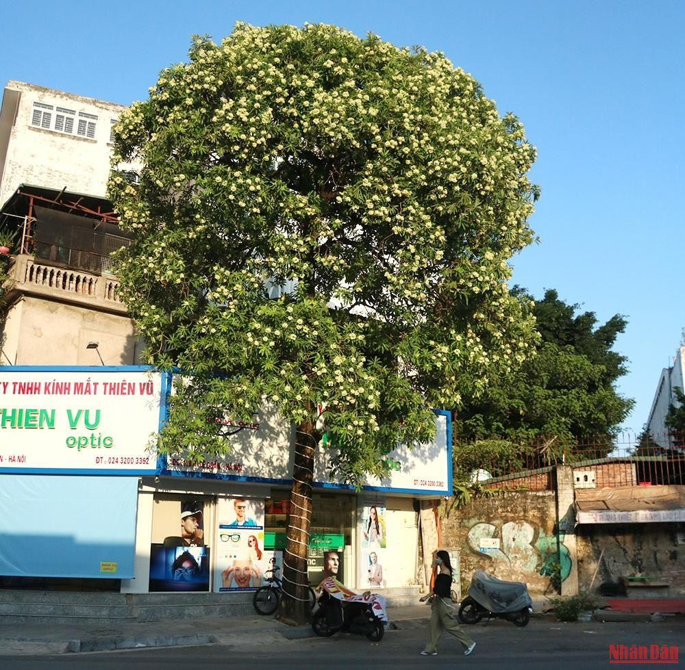 Dans le climat frais et sec de l’automne, Hanoï, romantique et douce grâce au parfum des fleurs de lait, offre une scène poétique.