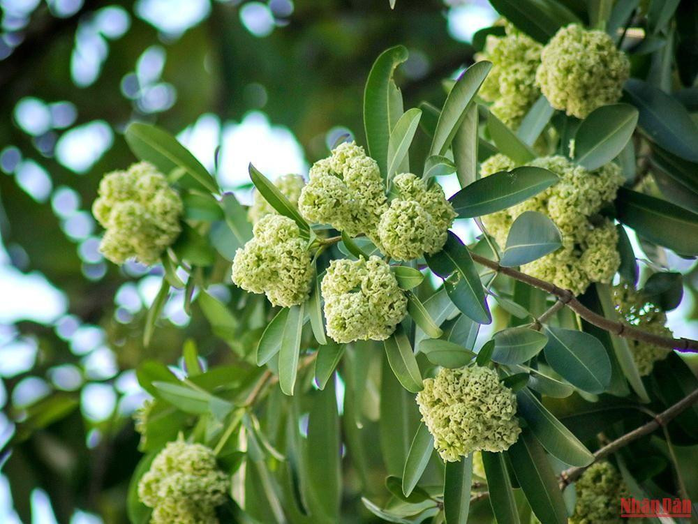 L’automne à Hanoï est la plus belle saison de l’année avec un soleil doré et chaud, un air frais et agréable, ainsi que des rues parfumées.