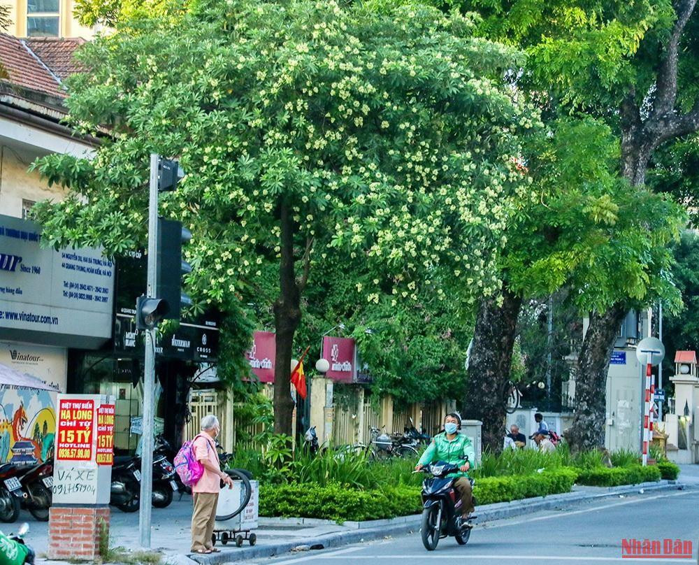 Depuis longtemps, chaque automne, les fleurs de lait sont familières des habitants de la capitale.