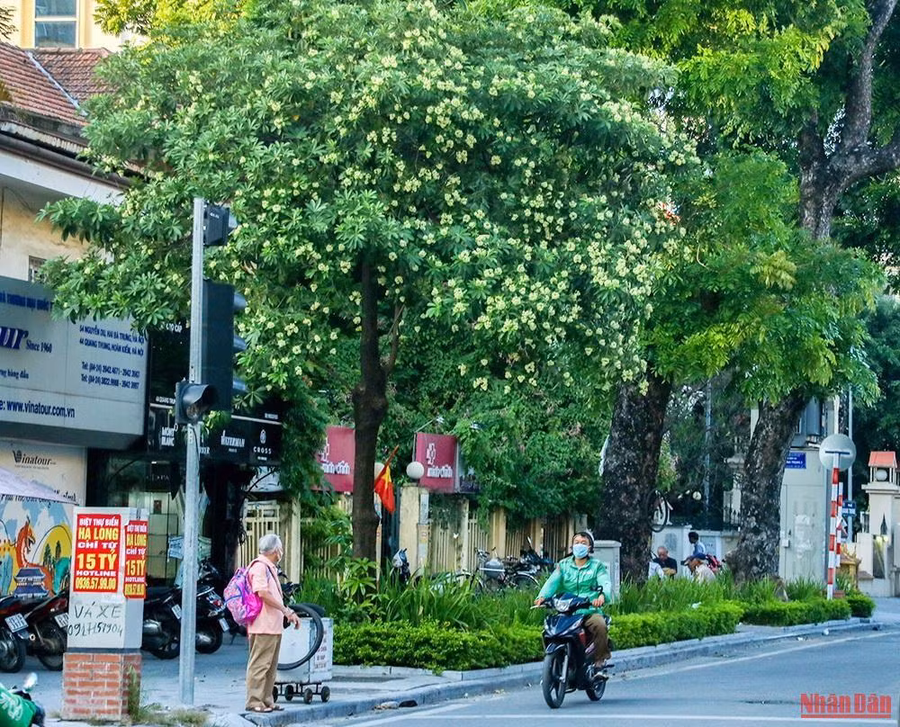 Depuis longtemps, chaque automne, les fleurs de lait sont familières des habitants de la capitale.