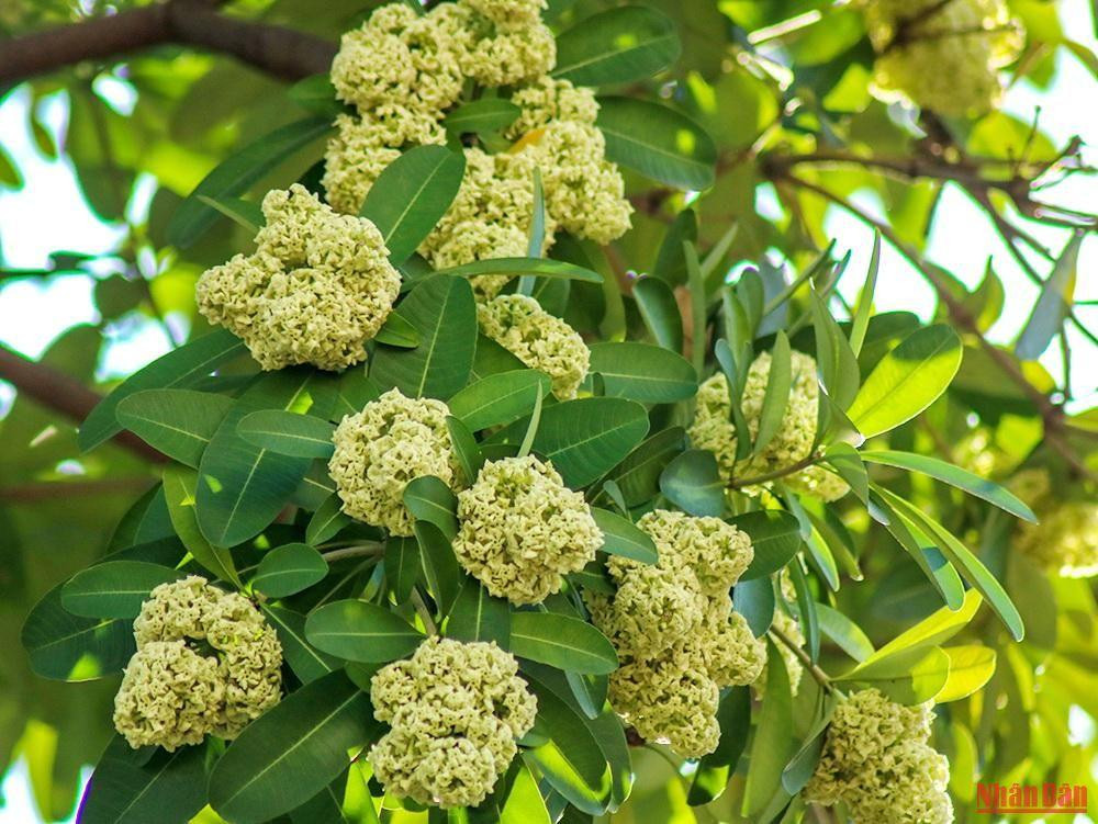 Les fleurs d’alstonia sont petites et blanches, poussent par grappes et s’épanouissent pour accueillir la douce lumière du soleil d’automne.