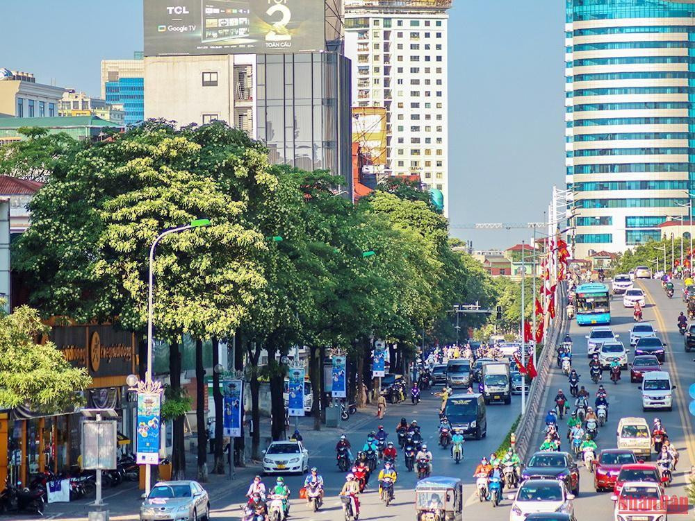 Des rangées d’arbres d’alstonia dans la rue Nguyen Chi Thanh, l’une des rues les plus fréquentées de la ville.