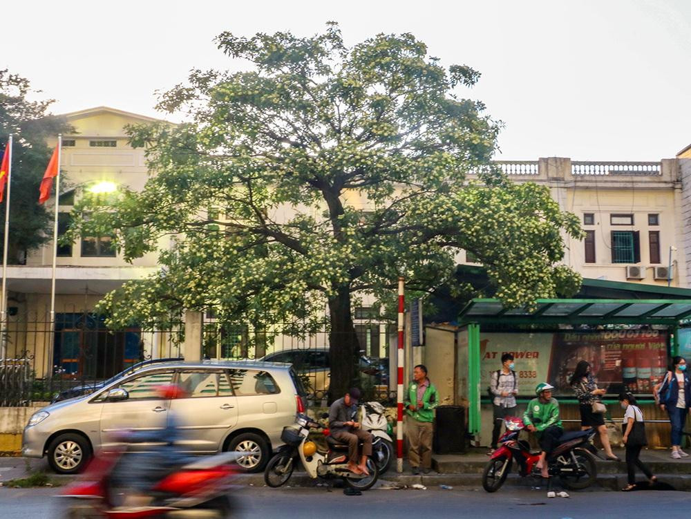 Un arbre d’alstonia se trouve dans la rue Lê Duân (arrondissement de Dông Da). En plus du parfum et de sa beauté, il offre de l’ombre aux conducteurs lorsque le soleil brûle.