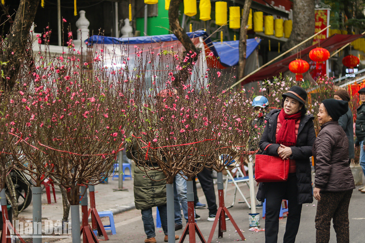 Les fleurs de pêcher sont très recherchées. Il en existe de nombreux types tels que les « dào bich » (de couleur rose foncé), les « dào phai » (de couleur rose pâle) et les fleurs de pêcher forestiers. Les fleurs de pêcher sont très recherchées. Il en existe de nombreux types tels que les « dào bich » (de couleur rose foncé), les « dào phai » (de couleur rose pâle) et les fleurs de pêcher forestiers.