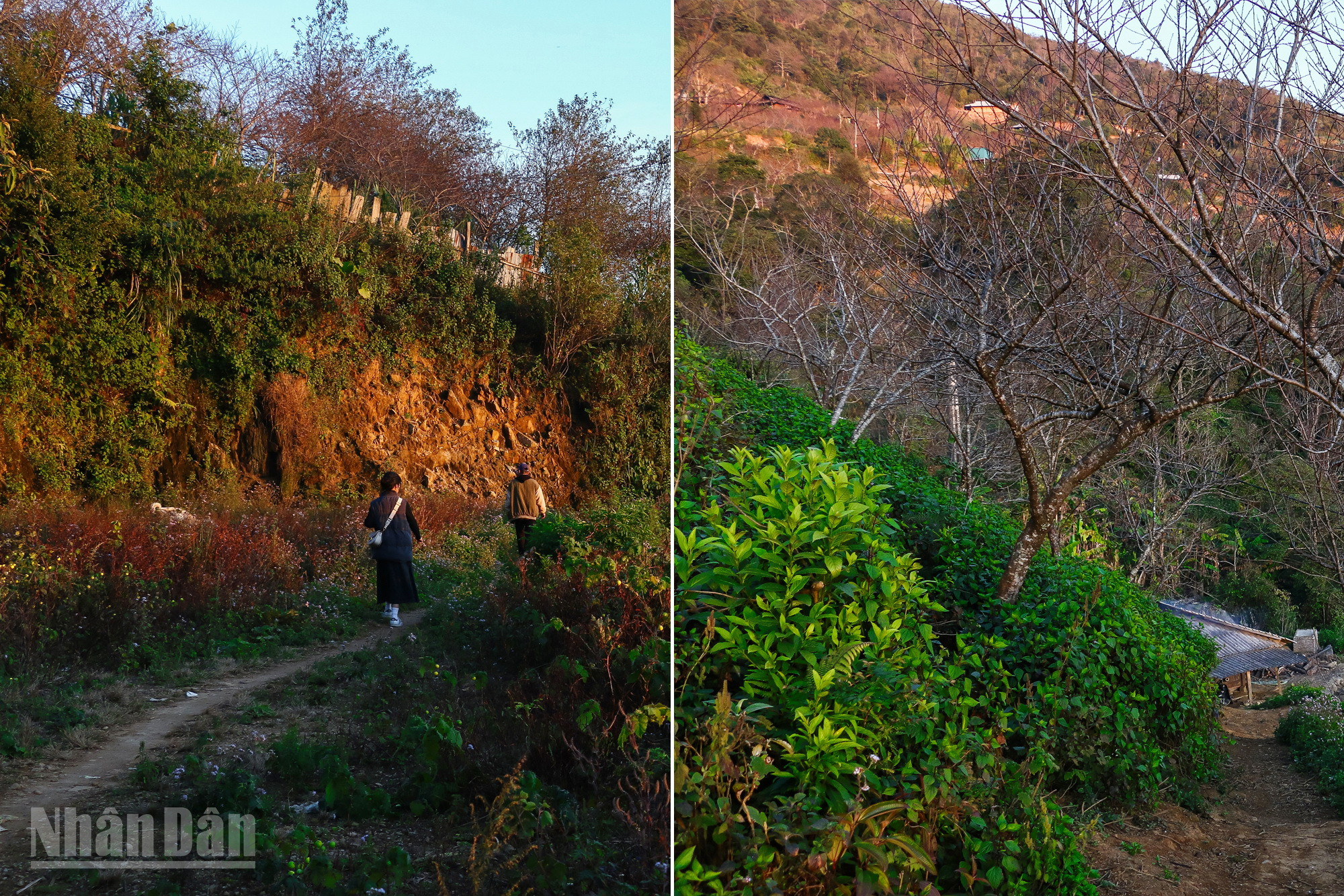 Tà Xùa et Hang Dông sont d’excellentes destinations de trekking pour les amateurs d’aventure. Tà Xùa et Hang Dông sont d’excellentes destinations de trekking pour les amateurs d’aventure.
