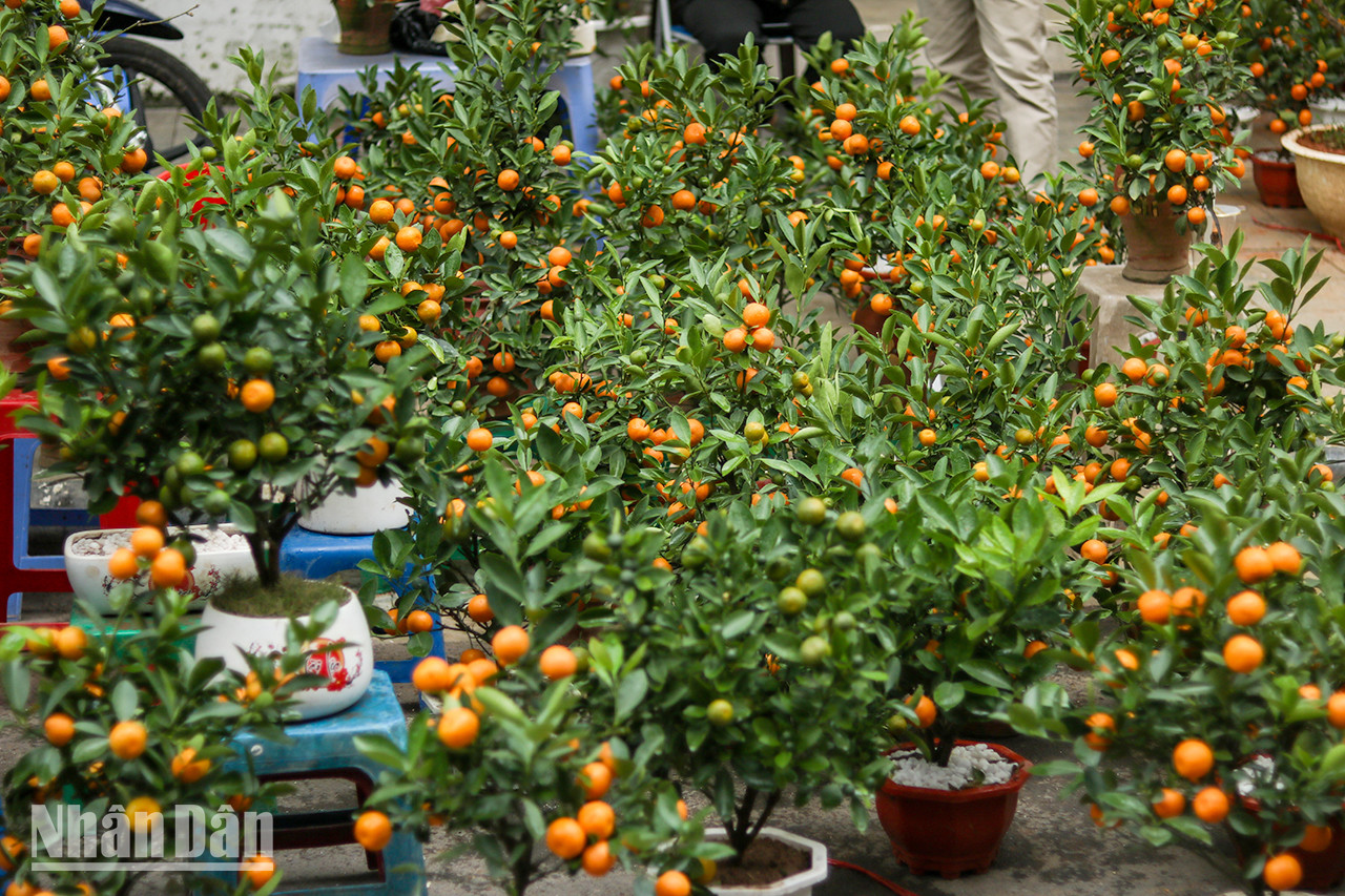 À l’occasion du Nouvel An lunaire, on trouve partout des kumquats qui symbolisent la fortune et la chance. À l’occasion du Nouvel An lunaire, on trouve partout des kumquats qui symbolisent la fortune et la chance.