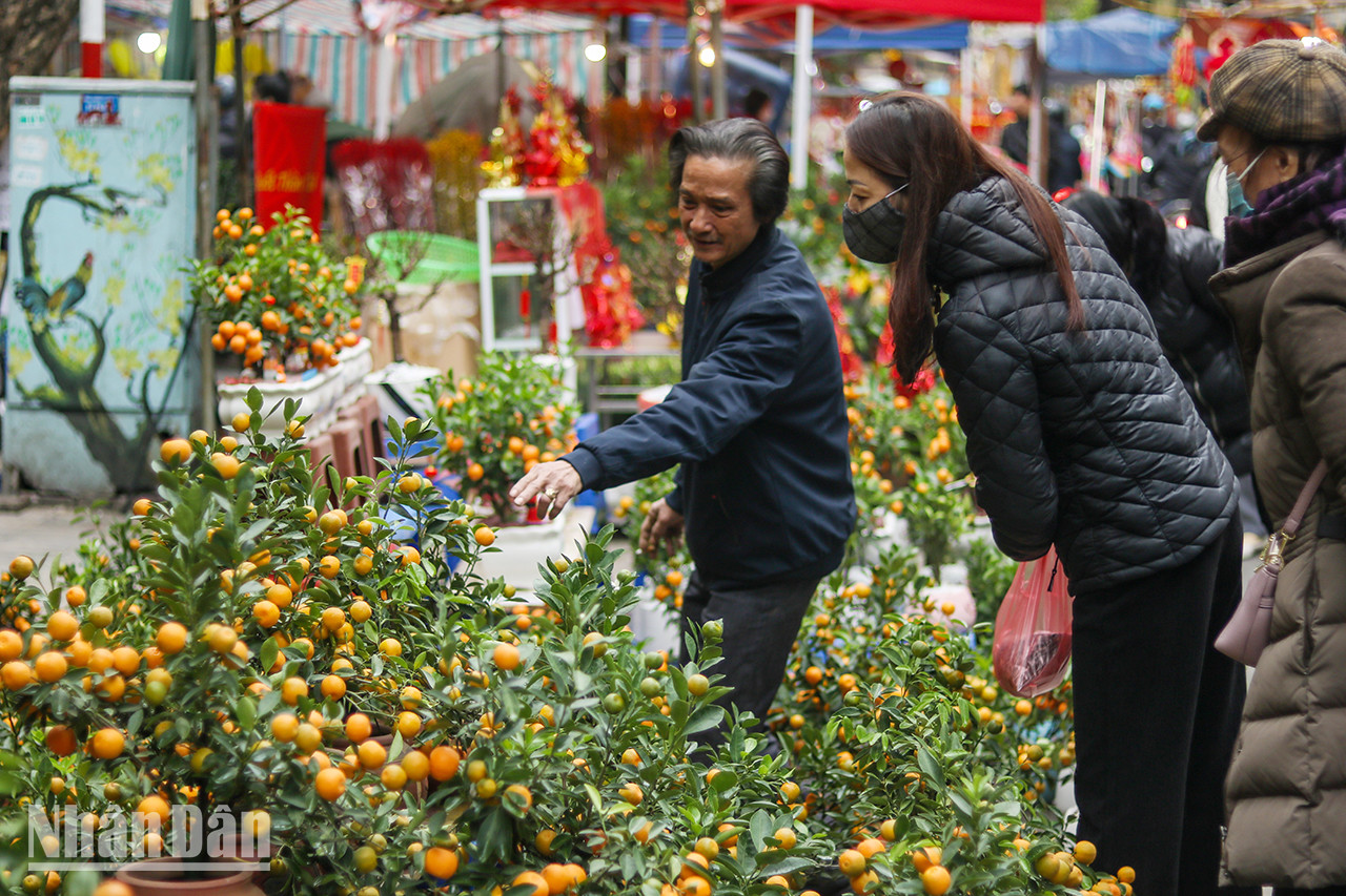 De petits abricotiers jaunes sont également exposés pour la vente. De petits abricotiers jaunes sont également exposés pour la vente.