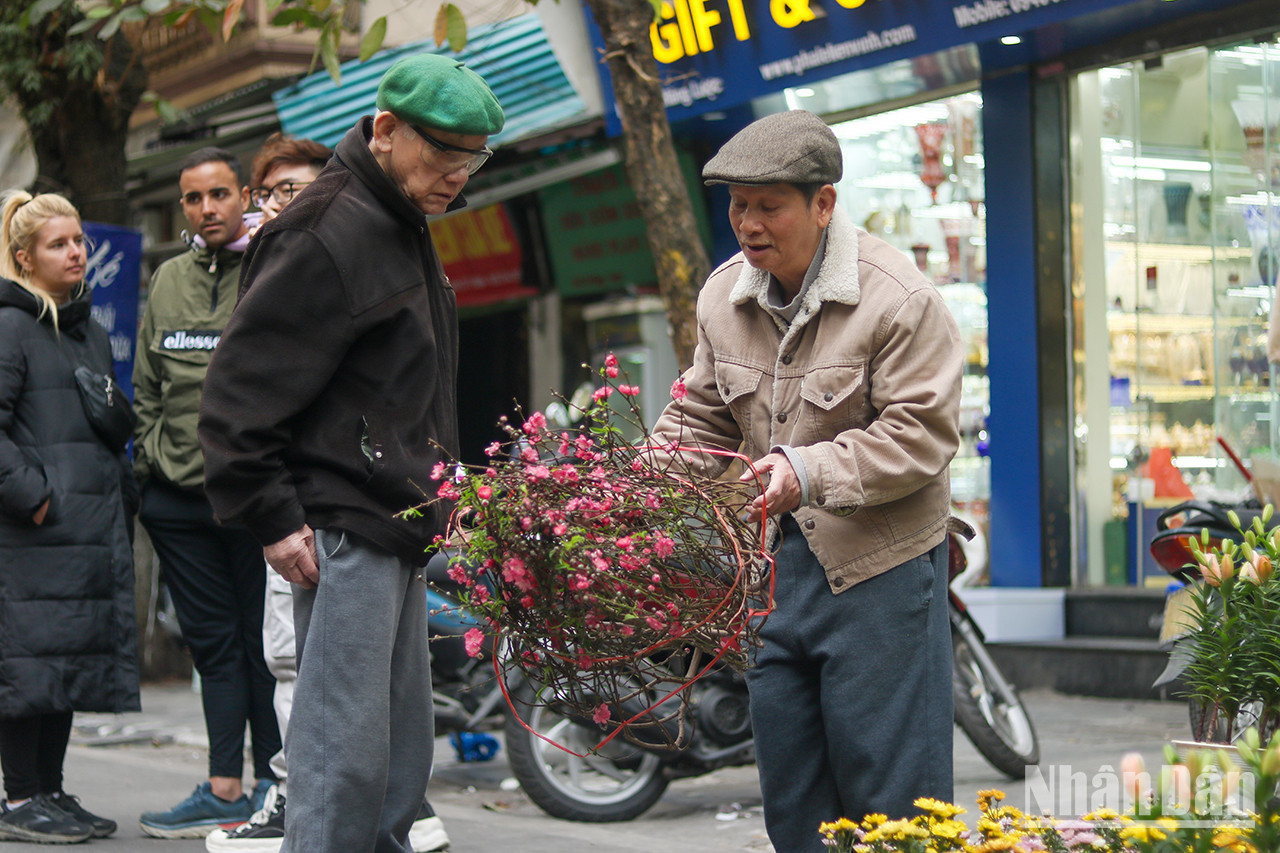 Un vieil homme choisit une branche de fleurs de pêcher pour la décoration à l’occasion du Têt. Un vieil homme choisit une branche de fleurs de pêcher pour la décoration à l’occasion du Têt.