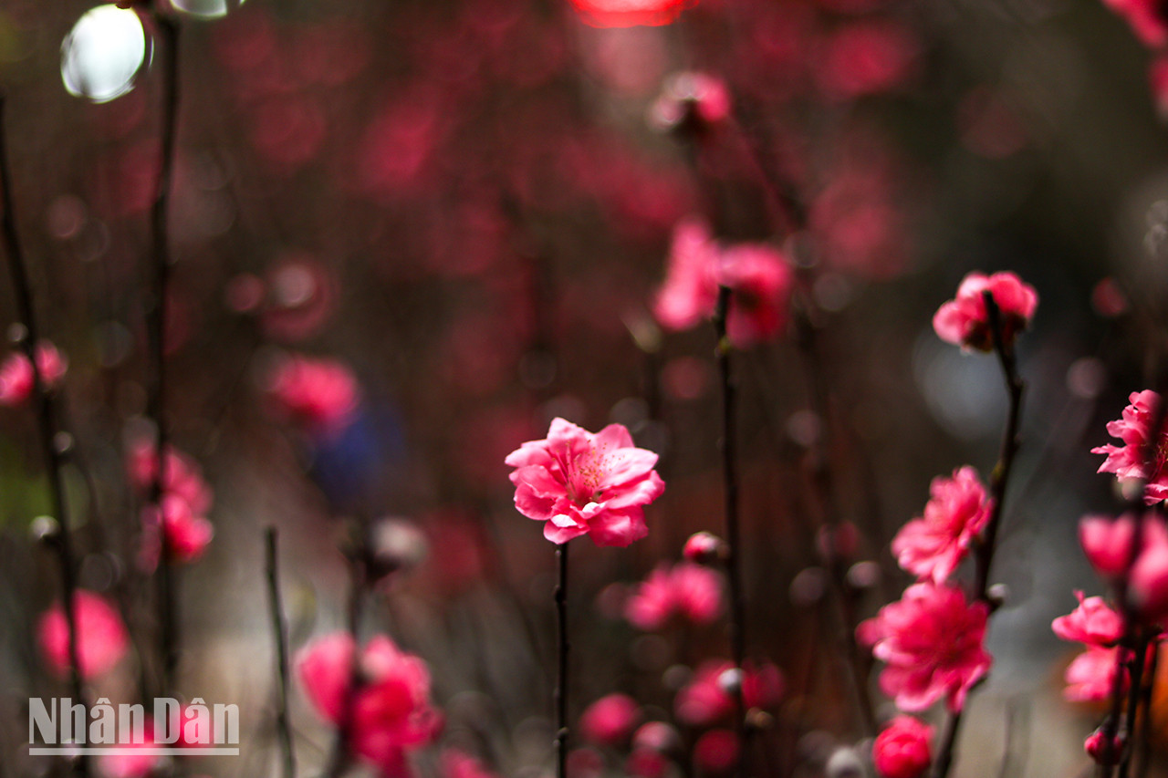 Les gens viennent ici non seulement pour faire des achats, mais aussi pour profiter de l’atmosphère printanière. Les fleurs de pêcher éclosent précocement, signalant que le Têt approche. Les gens viennent ici non seulement pour faire des achats, mais aussi pour profiter de l’atmosphère printanière. Les fleurs de pêcher éclosent précocement, signalant que le Têt approche.