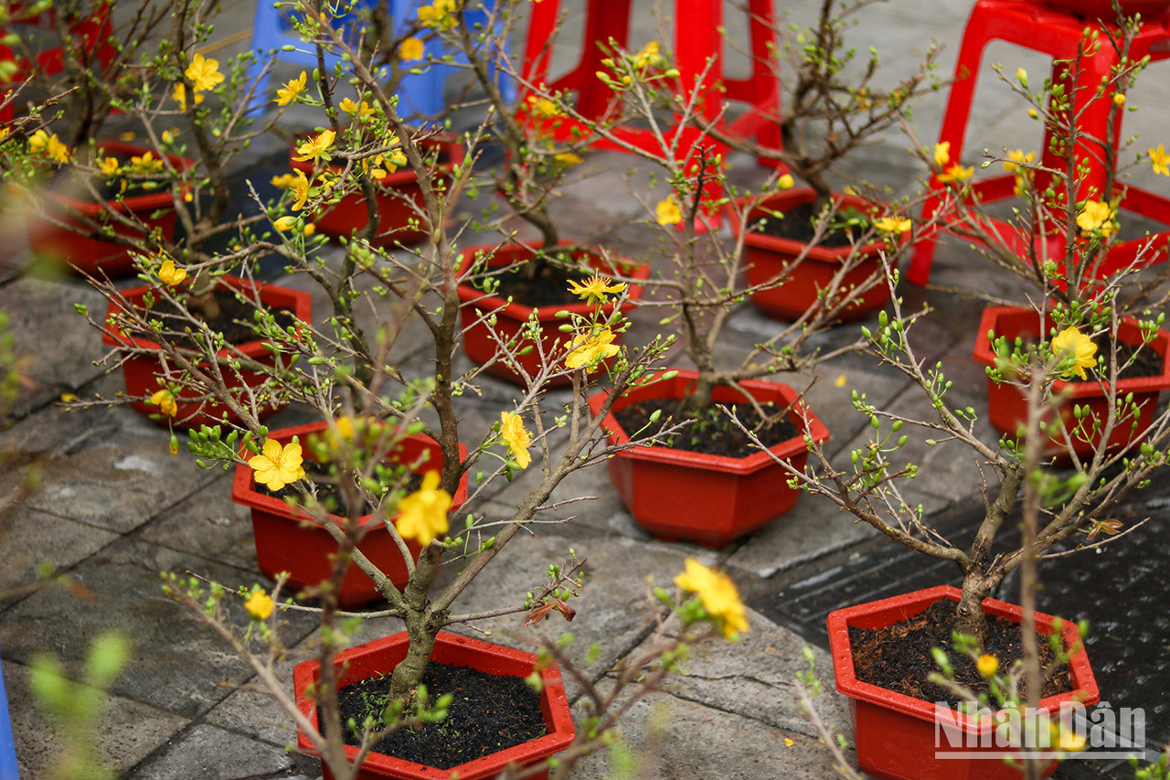 Selon la tradition, le chat sera le signe du zodiaque pour l’année 2023. Certaines échoppes décorent leurs kumquats avec des chats. Selon la tradition, le chat sera le signe du zodiaque pour l’année 2023. Certaines échoppes décorent leurs kumquats avec des chats.