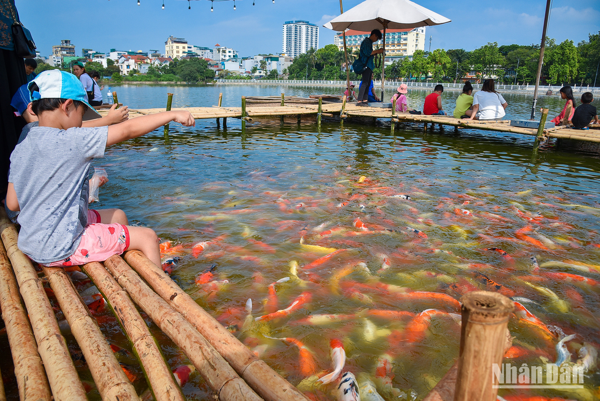 Un aquarium de carpes koï à Hanoï