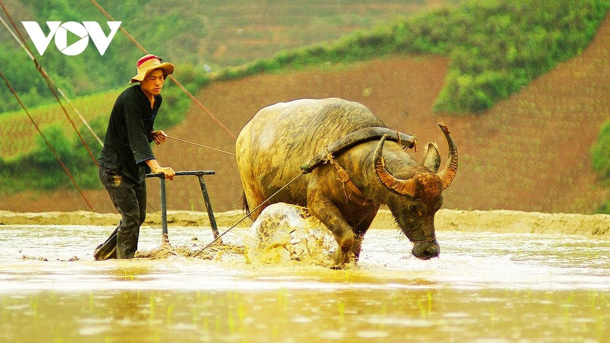 Les rizières situées au fond de la vallée de Khau Pha sont toujours les premières à être irriguées. Grâce à leur proximité avec les ruisseaux, les rizières en contrebas reçoivent l’eau plus tôt, ce qui permet aux habitants de labourer et de repiquer à temps. Photo : VOV.
