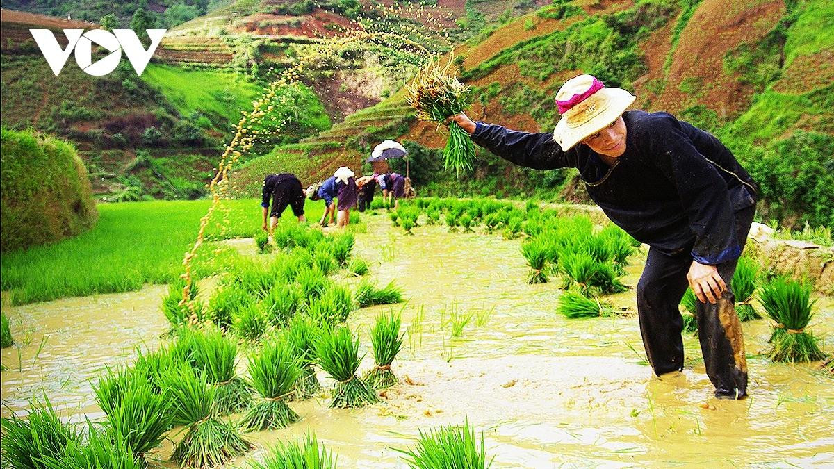 Les agriculteurs plongent les racines des jeunes plants dans l’eau pour les nettoyer soigneusement de toute trace de terre avant le repiquage. Photo : VOV.
