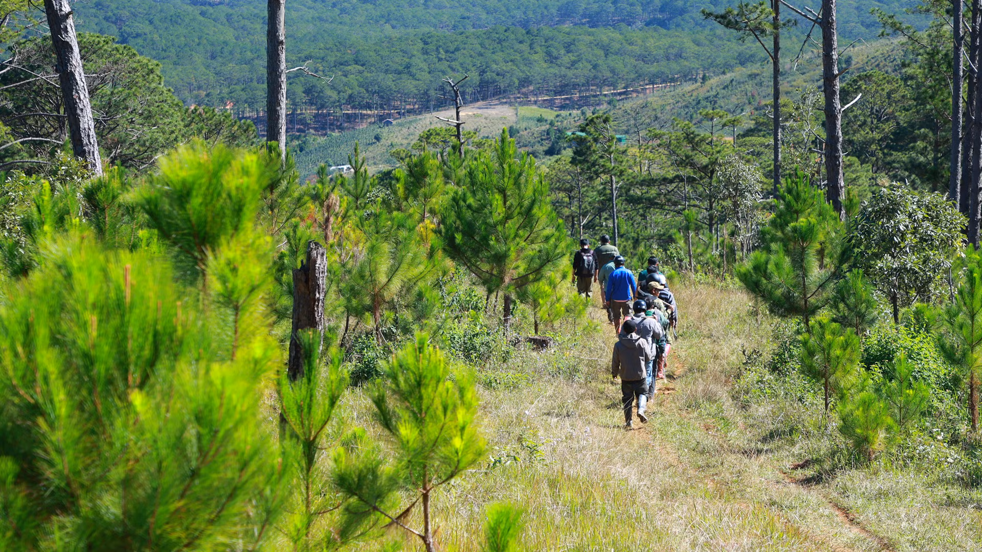 Application de modèles avancés de gestion forestière. Photo d'illustration/baolamdong. Application de modèles avancés de gestion forestière. Photo d'illustration/baolamdong.