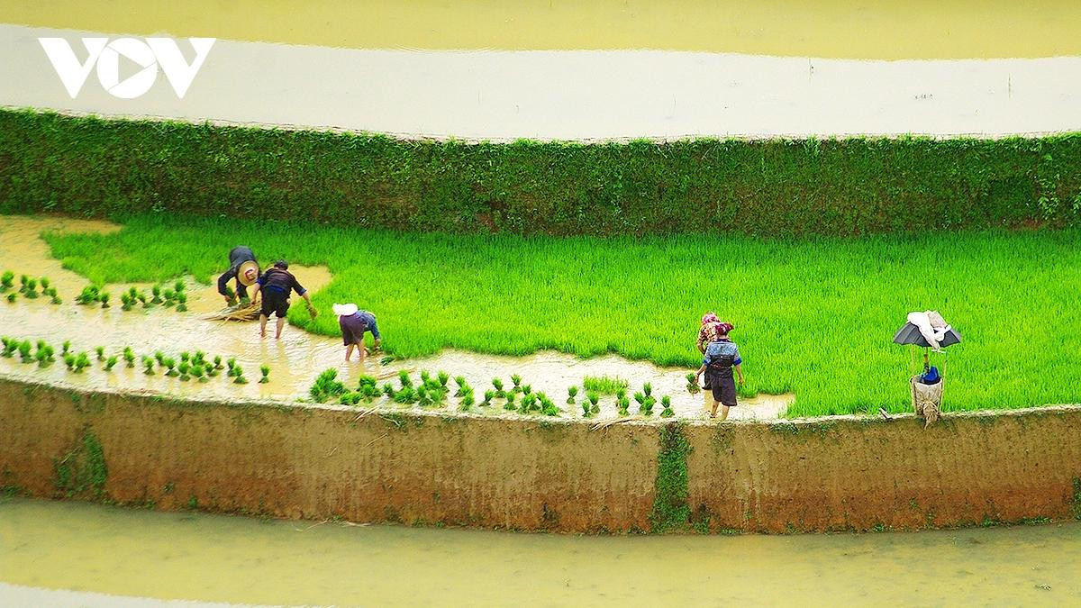 C’est également le moment où les agriculteurs doivent se hâter pour couvrir rapidement leurs champs de jeunes pousses de riz, marquant le début de la principale campagne rizicole de l’année. Photo : VOV.