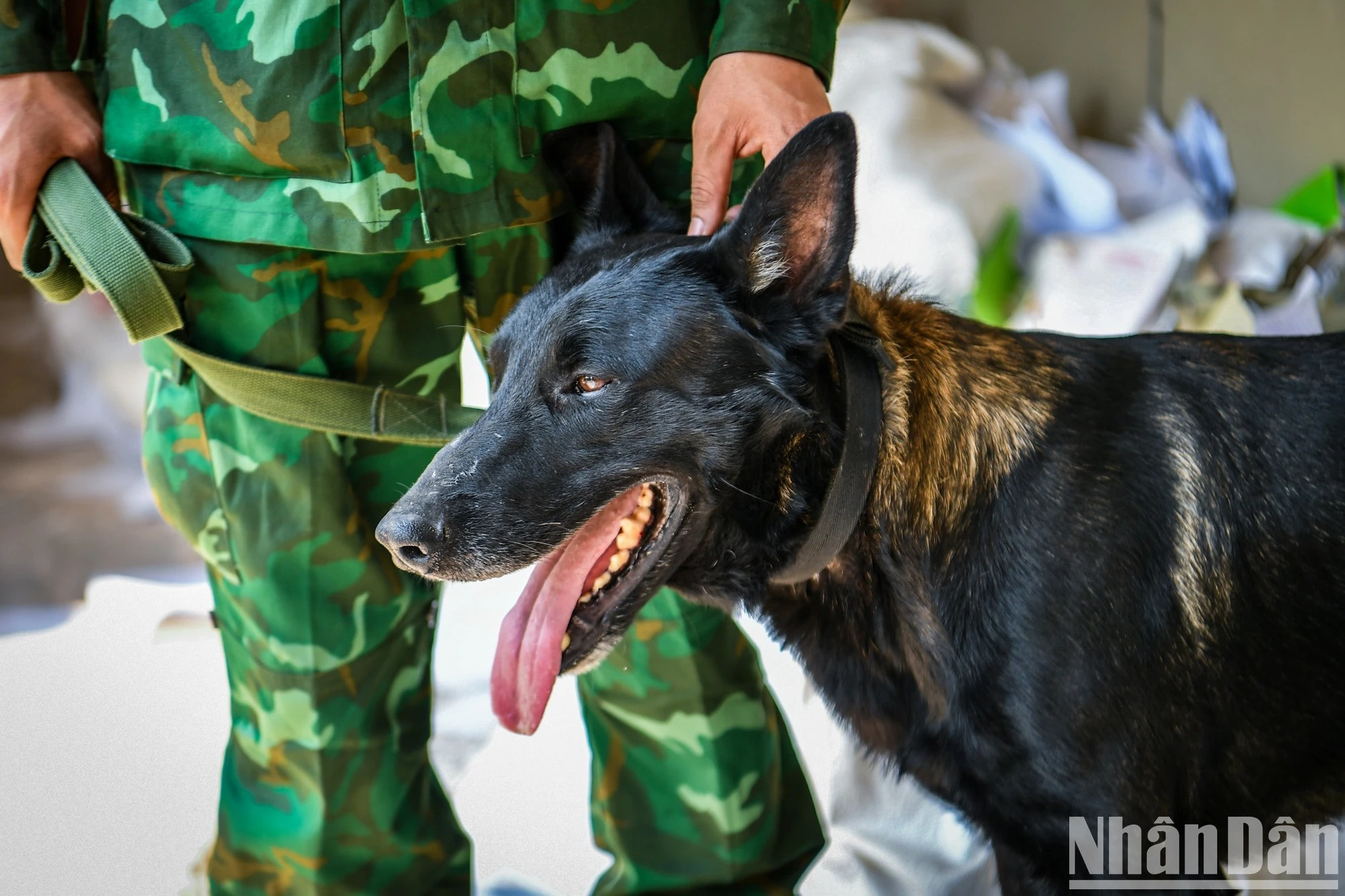 Les secouristes vietnamiens et leurs chiens détecteurs à la recherche des victimes du séisme au Myanmar