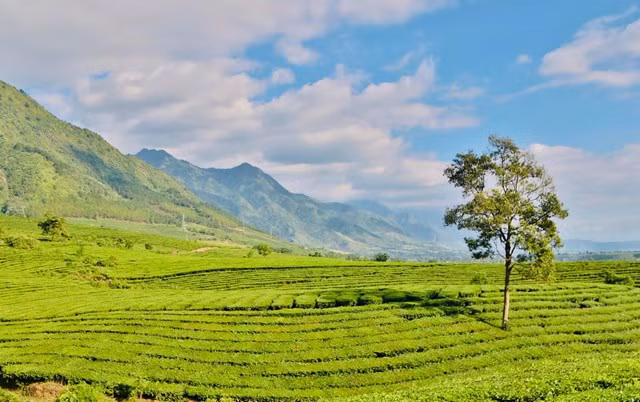 Dans la stratégie de développement socio-économique du district, le thé joue un rôle important à plusieurs égards.